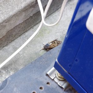 2015-08-07_IMGP8765_a