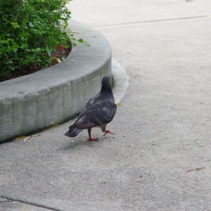 2015-08-13_IMGP9771_a