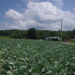 2015-08-16_IMGP0051_a