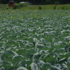 2015-08-16_IMGP0053_a